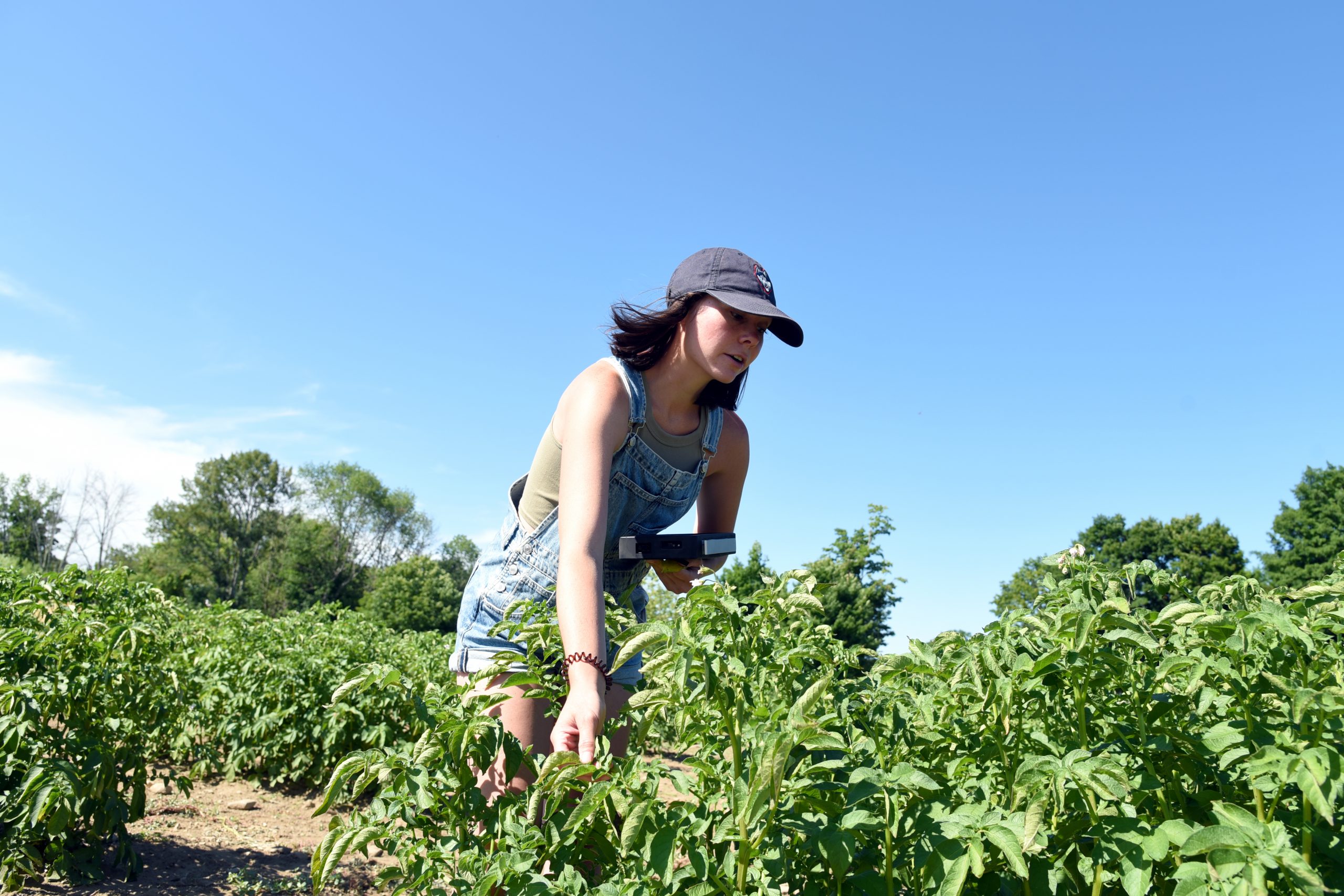student studies the leaves of potato crops to check for damage