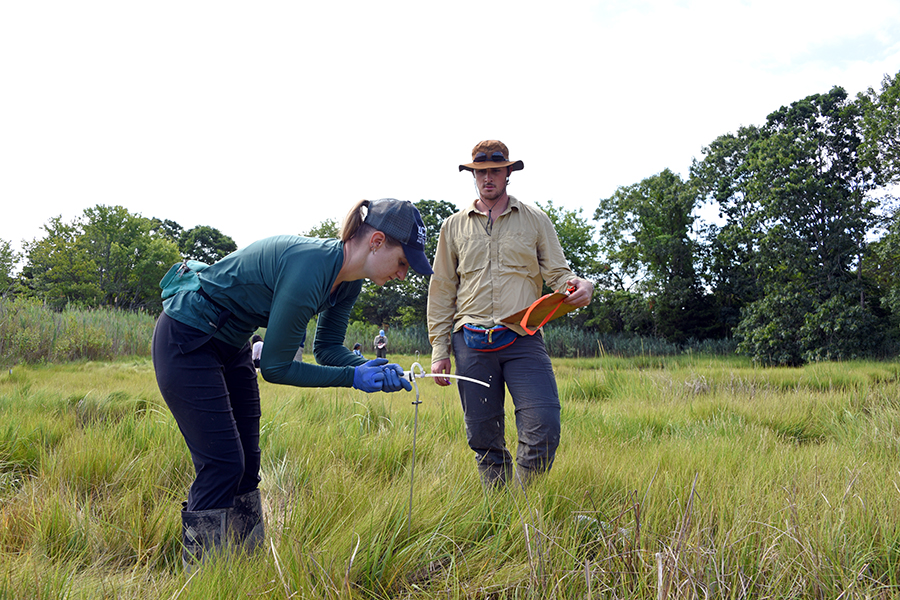 wetlands research